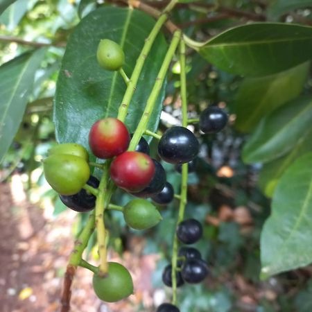 Vogelzang Βίλα Hattemerbroek Εξωτερικό φωτογραφία